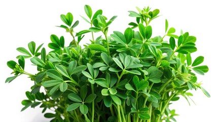 Alfalfa Isolated on White Background - Fresh Green Legumes, Nutrient-Rich Plant, Healthy Food Ingredient, Organic Farming, Herbal Use, Alfalfa Sprouts, Vegan Diet, Botanical Study