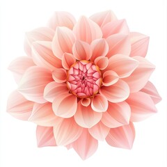Peach dahlia flower blossom isolated on white.
