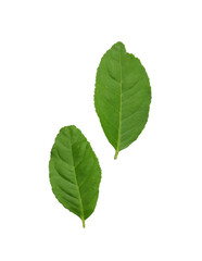 Fresh and vibrant green lime leaves isolated on a transparent image of PNG format extension showcasing the natural beauty.