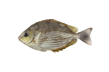 Detailed Side View of a sea ​​water Gourami fish with Striped Texture, Captured in High...