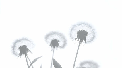 Fototapeta premium Dandelion Seed Heads Create Silhouettes Against Bright White Background