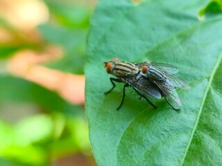 Two flies on a leaf are mating on a blurred background