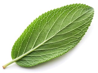 Obraz premium A single sage leaf, brilliantly green, stands out against a pure white backdrop. Ideal for culinary and botanical imagery.