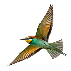 Fototapeta premium flying-european-bee-eater bird with transparent background