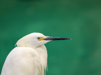 Close-up profile of a snowy egret, majestic bird.