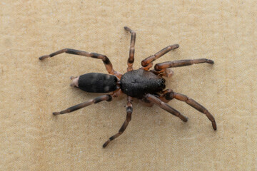 Close uo of an Australian White-tailed Spider