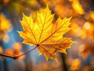 Fototapeta premium Close-up macro reveals a single, glowing golden maple leaf, its autumn splendor captured.