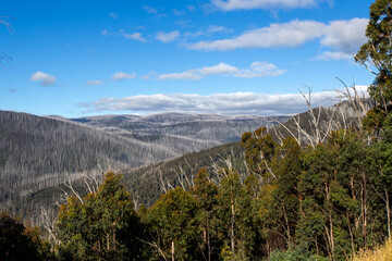 Regeneration After The Bush Fires Around Marysville Victoria 2019.