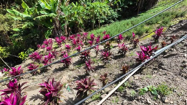 Tropical red vibrant plants on ground, Red Sister Ti Plant Cordyline Fructosia evergreen, bring good luck