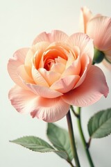 Soft peach petals unfolding from a vintage watercolor bouquet, watercolor art, nature