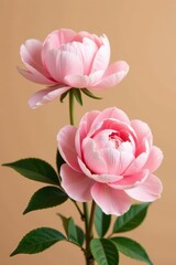 Soft pink peony flowers in full bloom against a warm beige background , nature, floral