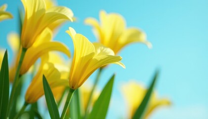 Obraz premium Softly glowing yellow trumpet-shaped flowers against blue sky , sunny, sunflower