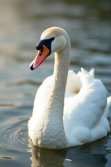 Obraz premium Swan neck stretched out in front, feathers ruffled, wings folded, serene, peaceful