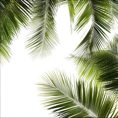 Obraz premium Lush Green Palm Leaves Framing a Bright Tropical Background