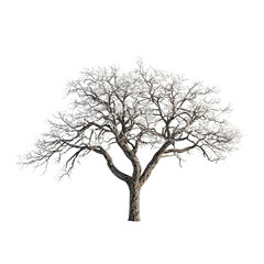 Beautiful Lifesize Tree With White Blossoms on Isolated Background