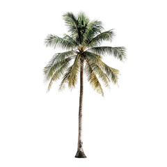 Single Tall Palm Tree with Lush Green Leaves Isolated on White Background