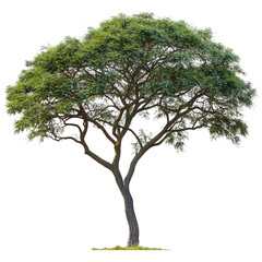 Lush Green Tree with Abundant Foliage Isolated on White Background