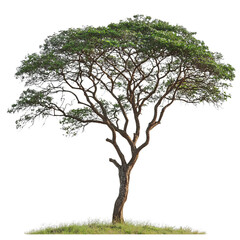 Obraz premium Majestic Tree with Lush Green Foliage and Vibrant Red Flowers