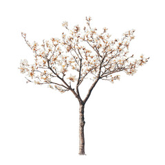 Obraz premium Beautiful pink blossoms on tree branches in springtime scene