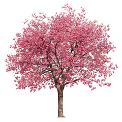 Obraz premium Vibrant Pink Blossom Tree in Full Bloom Against Clear Background