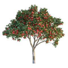 Lush Apple Tree with Bright Red Fruit in Vibrant Green Foliage