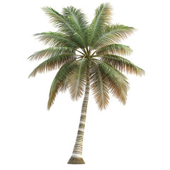 Obraz premium Lush Tropical Palm Tree Against Clear Blue Sky with Bright Sunshine