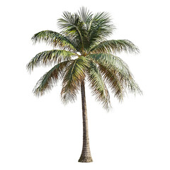 Lush Green Palm Tree Isolated on White Background for Nature Themes