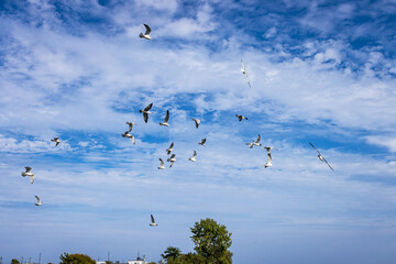 Seagull Birds at the Port Dover harbor, fighting for food.