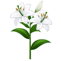 Obraz premium White lily flower with green leaves and bud