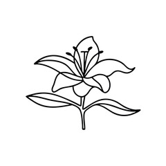  Scarlet flower Hand drawn line art flat vector illustratioN
