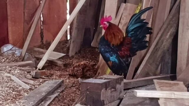 Unique male bantam chicken looking for food, 4k video footage