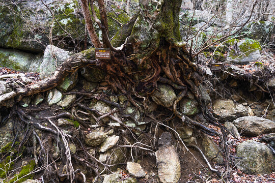 Hadong-gun, Gyeongsangnam-do, South Korea - March 25, 2024: Environmental destruction where the soil was washed away with a Red-fruit spicebush(Lindera erythrocarpa Makino) at Jirisan Mountain