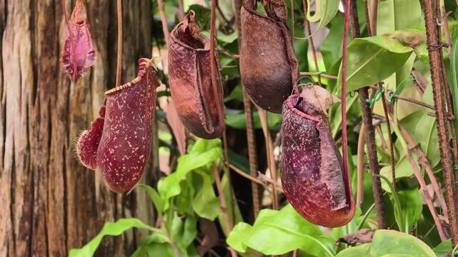 Carnivorous flowers in tropical forests