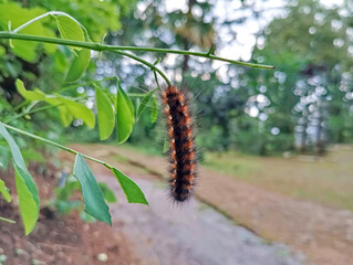 Brown caterpillars eating green leaves
