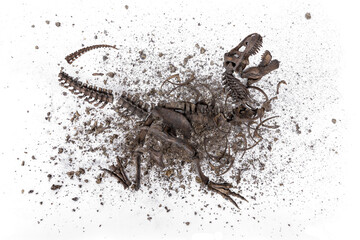 Skeleton remains of Tyrannosaurus rex (t-rex) isolated on white background. The concept of dinosaur extinction, the condition in which the Earth finds scattered fossil with pieces of soil.