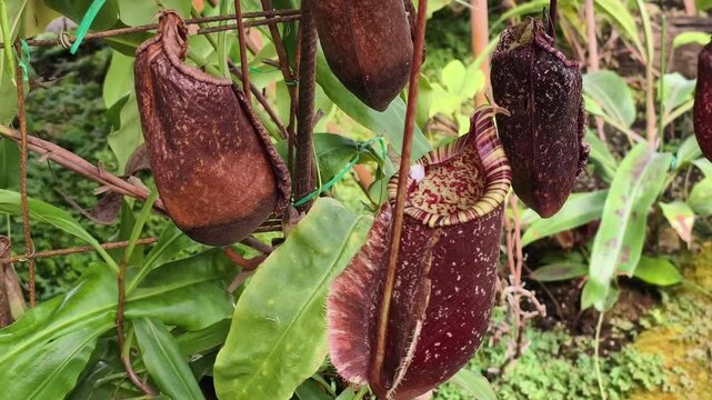 Carnivorous flowers in tropical forests