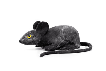 Fake Black rubber rat isolated on a white background. Artificial animal mouse toy for a cat or Used in the concept of simulation of pathogen vectors from mice and props.