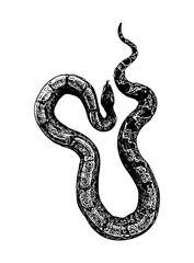 Obraz premium sio snake lunar day
