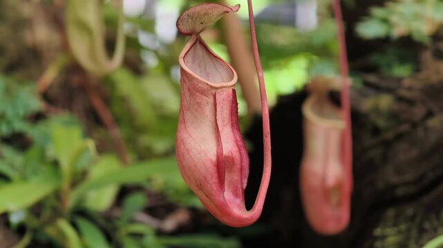 Carnivorous flowers in tropical forests