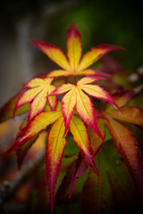 紅葉したモミジの葉