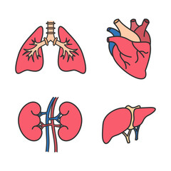 Heart, kidney, lung, and liver organs icon. Collection of outline stroke illustration of human organs.