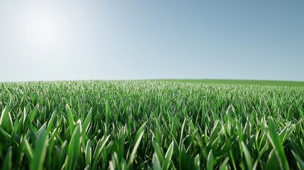 Obraz premium Vast Green Grass Field