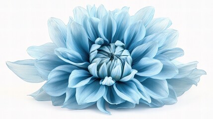 Obraz premium Elegant Isolated Blue Dahlia Flower on White Background