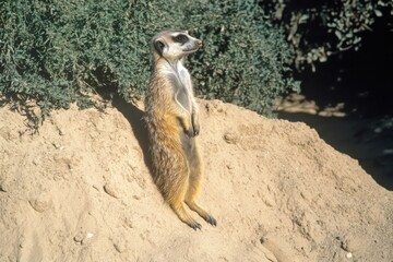 A solitary meerkat standing upright on a sandy mound, surveying its surroundings in a natural habitat, embodying curiosity and alertness in the wild landscape.
