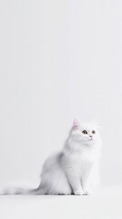 Obraz premium Elegant white cat posing in minimalist studio setting photography soft lighting serene atmosphere