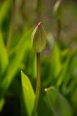 Tulip bud. A closed flower bud preparing to bloom. A delicate, not yet opened morning tulip bud on a long stem, in the rays of the sun.