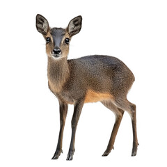 Obraz premium Wildlife encounter small antelope in its natural habitat wildlife photography outdoor setting close-up view
