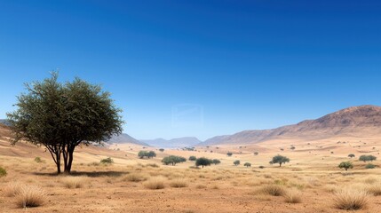 Fototapeta premium Lonely Tree in Desert Landscape