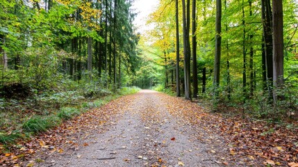 Obraz premium A serene forest path lined with autumn leaves and vibrant trees.