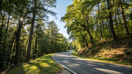 Fototapeta premium A winding asphalt road through a beautiful forest under a clear blue sky with sunlight filtering through the trees, tree-lined path, forest road